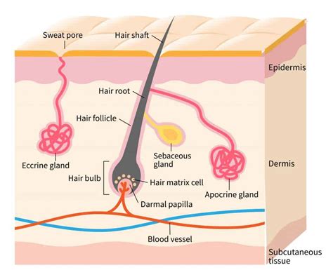 In The Diagram Of Skin Shown Below Where Is The Apocrine Sweat Gland