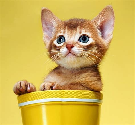 Cute Kitten Aranyos Kiscica Megaport Media