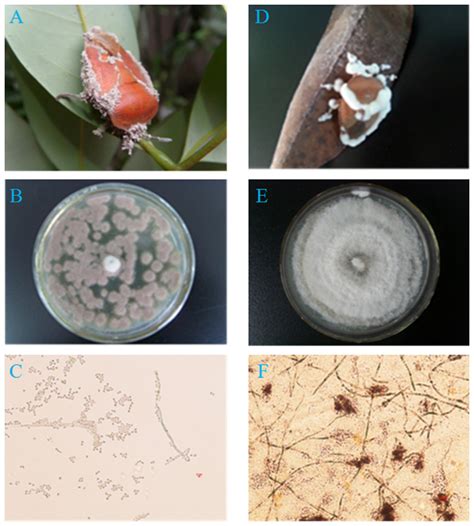 The Isolation And Identification Of Pathogenic Fungi From Tessaratoma