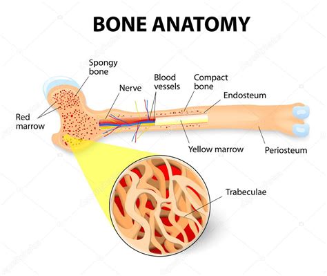 Anatomie Osseuse — Image Vectorielle Edesignua © 44099057