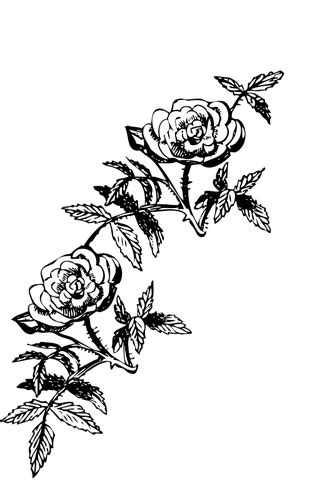 Dekorasi Bunga Mawar Domain Publik Vektor