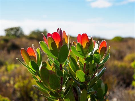 The term protea is sometimes loosely used to refer to any plants in the proteaceae family; Como propagar próteas: conheça os principais métodos ...