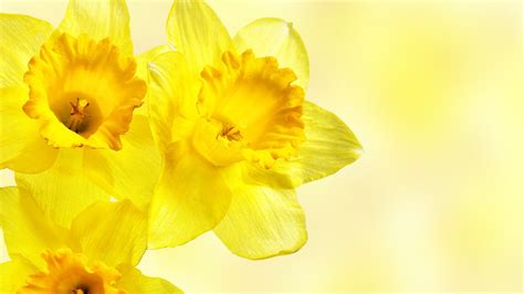 Wallpaper Yellow Flowers Blossom Daffodils Flower Narcissus