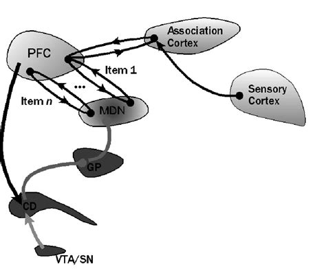 A General Model Of Working Memory Pfc Prefrontal Cortex Mdn