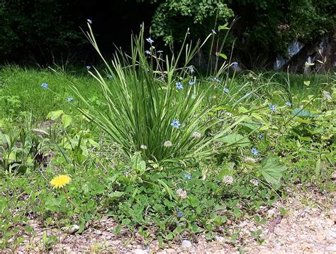 Blue Eyed Grass The Washington Post