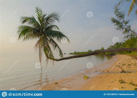 Beautiful Tropical Beach Coconut Palm Tree In Island Koh Phangan