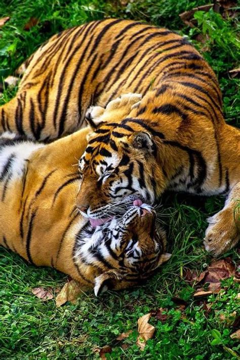 Tigers Tiger Pictures Wild Animals Photos Pet Tiger