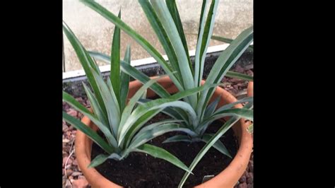 When Should You Repot Replant Your Pineapple Plants Starting Over