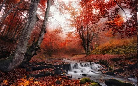 Nature Landscape Fall Mist Forest Leaves Creeks Red Trees