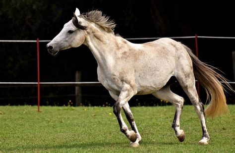 Grey Horse Running In Corral Free Image Download