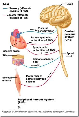 Anatomy and structure of the spinal cord and spinal cord injuries. Peripheral Nervous System & spinal cord | Peripheral ...