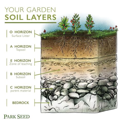 Soil Roots And So Much More Official Blog Of Park Seed Soil Layers Soil