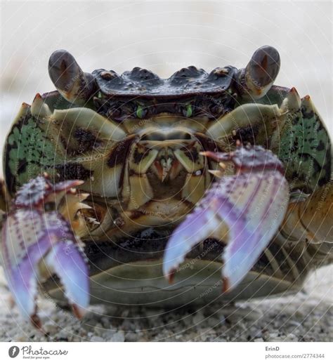 Close Up Detail Crab Face With Mouth And Eyes On Beach A Royalty Free
