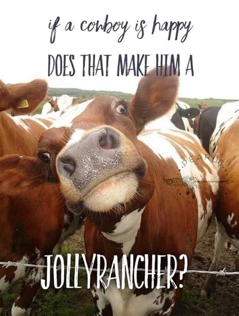 Pin By Debbie Rainey On Funny Critters Cow Pictures Barn Animals