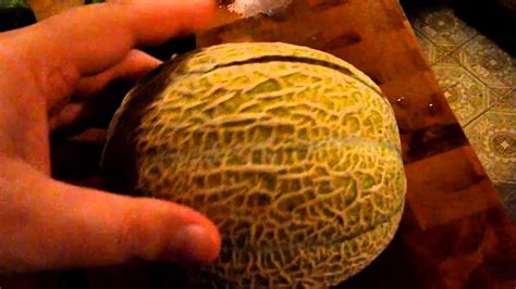 Our First Cantaloupe 8 27 10 Youtube