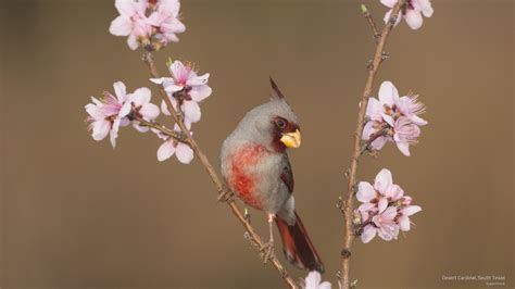 Desert Cardinal South Texas Beautiful Birds Birds