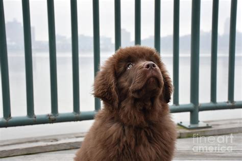 Brown Newfie Puppy Dog Looking Up With A Rail Behind Him Photograph By