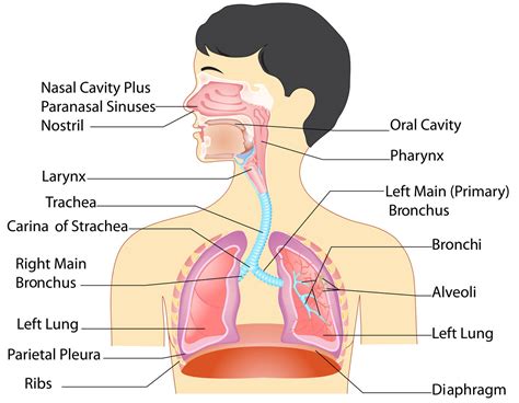 Respiratory System Organs And Their Functions New Health Advisor