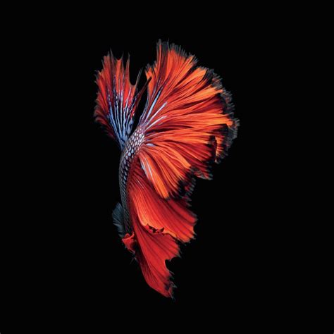 Amoled Red 4k Wallpapers - Wallpaper Cave
