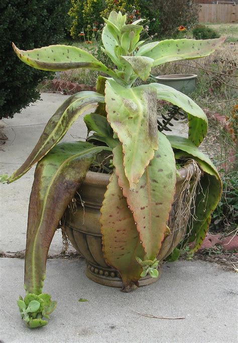 I can not find the christmas cactus anywhere. My succulent has babies?? (flowers, grow, tree, spring ...