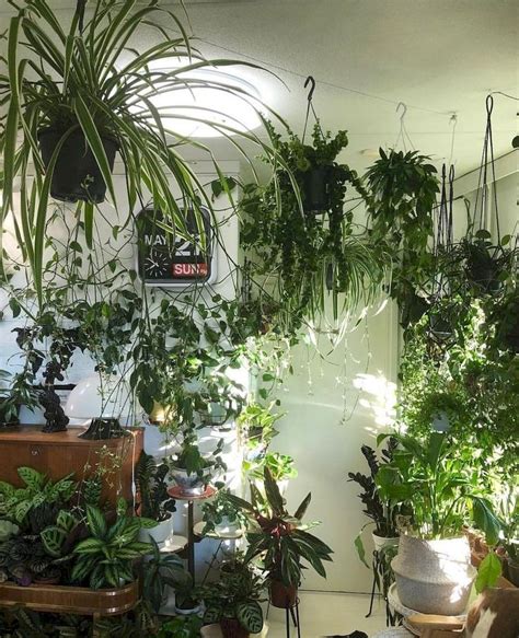 Apartment Indoor Gardening With Tropic Indoor Plants Home To Z Plants