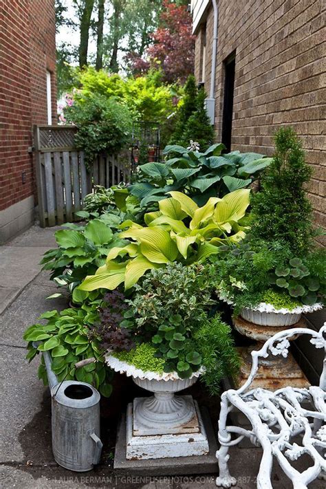 Hostas And Other Perennials Annuals And Shurbs In Cast Iron Urns In A