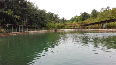 Greenbait location :kolam pancing c n r (air masin) harga : Mackerel Hunter: Cara Memancing Ikan Siakap Kolam