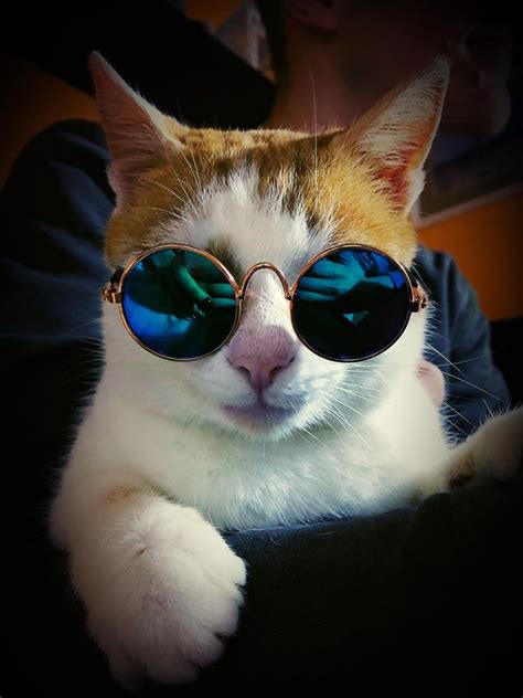 Cool Cat With Glasses Lumiparty Fashion Cool Cat Glasses Pet Dog Eye