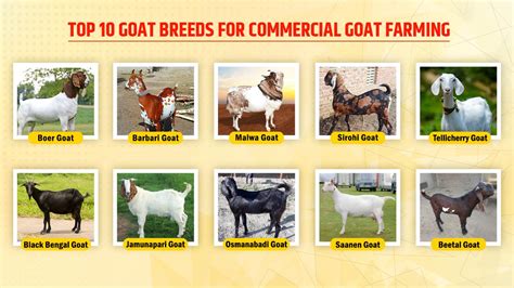 Indian Goat Breeds With Name