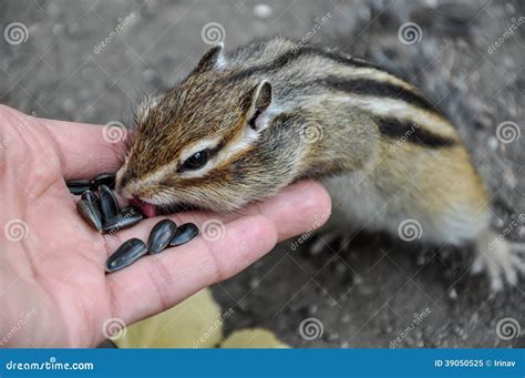 Chipmunk Hand Seeds Feeding Stock Image Image Of Brown Hand 39050525