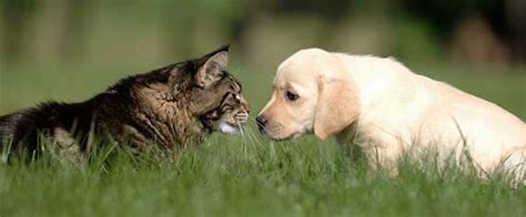 Can Cats And Dogs Communicate With Each Other Zooawesome