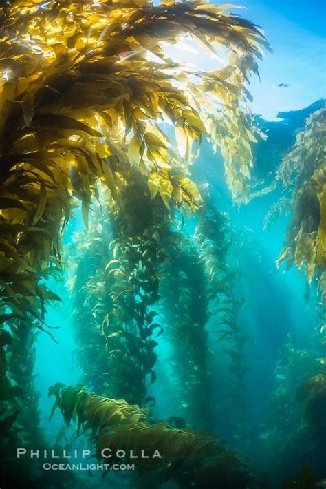 Sunlight Streams Through Giant Kelp Forest Giant Kelp The Fastest
