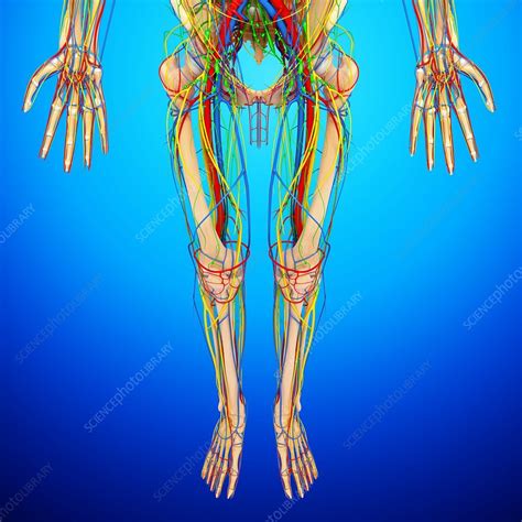 Lower Body Anatomy Artwork Stock Image F0059114 Science Photo