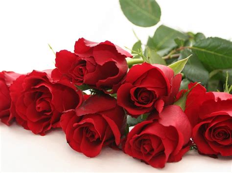 Rosa Bild Red Rose Flower Wallpaper Download