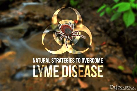 Lyme Disease Symptoms Causes And Natural Support Strategies Lyme