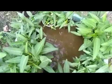 Budidaya belut pemula part 3, cara membuat pakan belut. Cara Ternak Lele Di Ember Panen Memuaskan Dan Bisa Sebagai ...