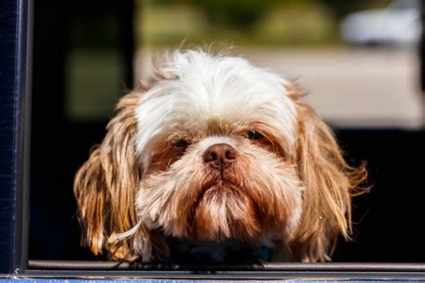 Does Your Shih Tzu Have An Eye Infection How To Know And Fix It 2023