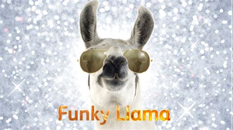 Funky Llama Warm Up Gig Theatre Royal Plymouth