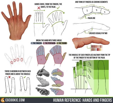 Check Out And Download The Hand And Finger Reference Hereartist Tim