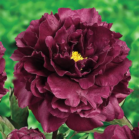 Spring Hill Nurseries Purple Flowers Nightlife Peony Paeonia Live