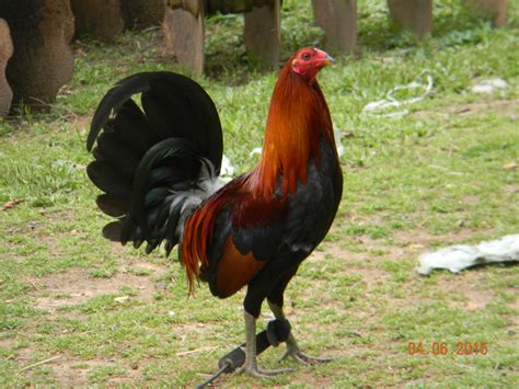 A proud rooster : BackYardChickens