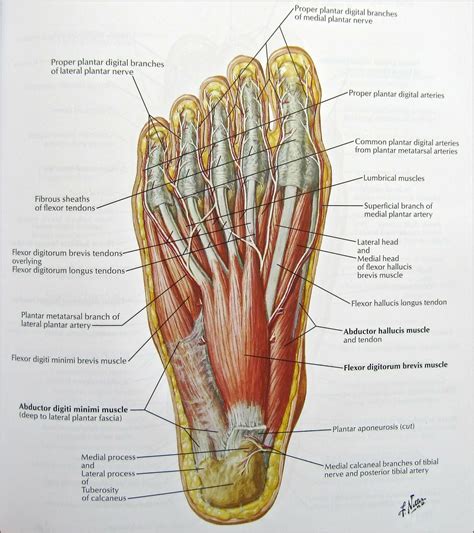Medical Diagram Of Bottom Of Foot Diagrams Resume Template