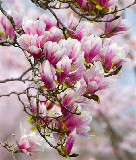 Magnolia Most Beautiful Flowers Drtohid Nooralvandi Pulse