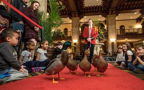 The Peabody Ducks Memphis All You Need To Know