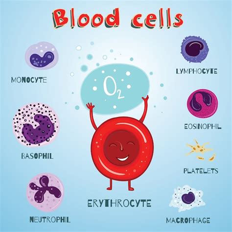 Premium Vector Set Of Illustration With Blood Cells Color And