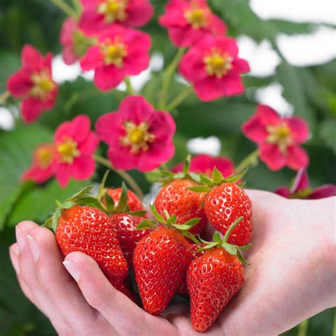 Everything You Need To Know About Growing Strawberries Mr Plant Geek