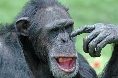 Why Humans Outlive Apes Live Science