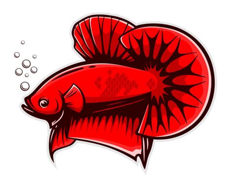 Vector illustration with a tropical white betta fish on a blue background. Red betta fish splendens | Premium Vector