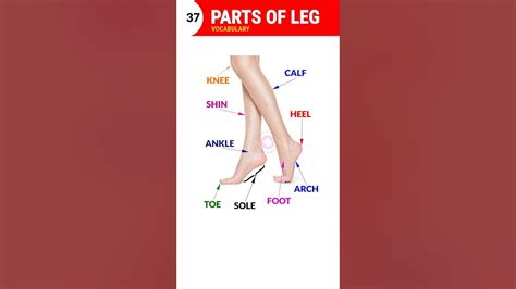 Parts Of Leg Vocabulary Youtube