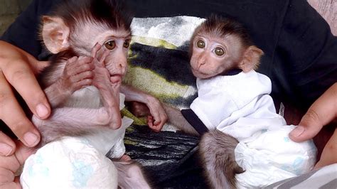 The Twin Monkey Babies Are So Cozy And Cute Youtube